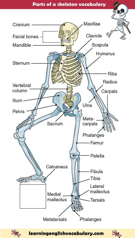 bones traduzione|bone dictionary inglese.